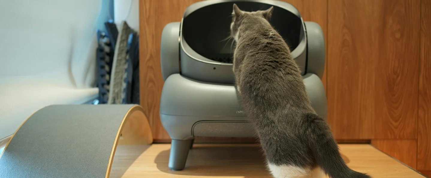 litter box